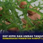 DKP Kepri dan Umrah Tanjungpinang Kembangkan Pembibitan Rumput Laut Unggul