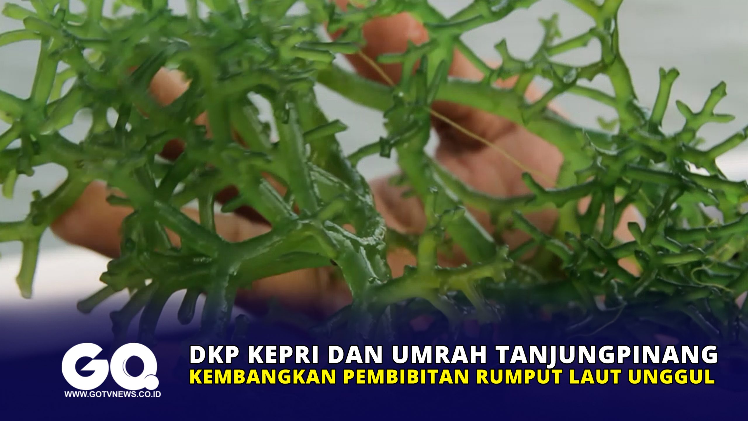 DKP Kepri dan Umrah Tanjungpinang Kembangkan Pembibitan Rumput Laut Unggul