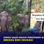 Heboh Gajah Masuk Pemukiman Warga di Riau, BBKSDA Beri Edukasi