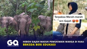 Heboh Gajah Masuk Pemukiman Warga di Riau, BBKSDA Beri Edukasi
