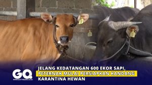 Jelang Kedatangan 600 Ekor Sapi, Peternak Mulai Persiapkan Kandang Karantina Hewan