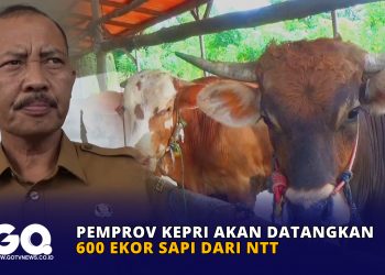 Pemprov Kepri akan Datangkan 600 Ekor Sapi dari NTT