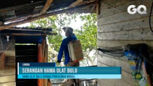 Hama Ulat Bulu Serang Pemukiman Warga di Desa Jagoh Lingga