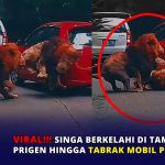 Viral, Singa Berkelahi di Taman Safari Prigen hingga Tabrak Mobil Pengunjung