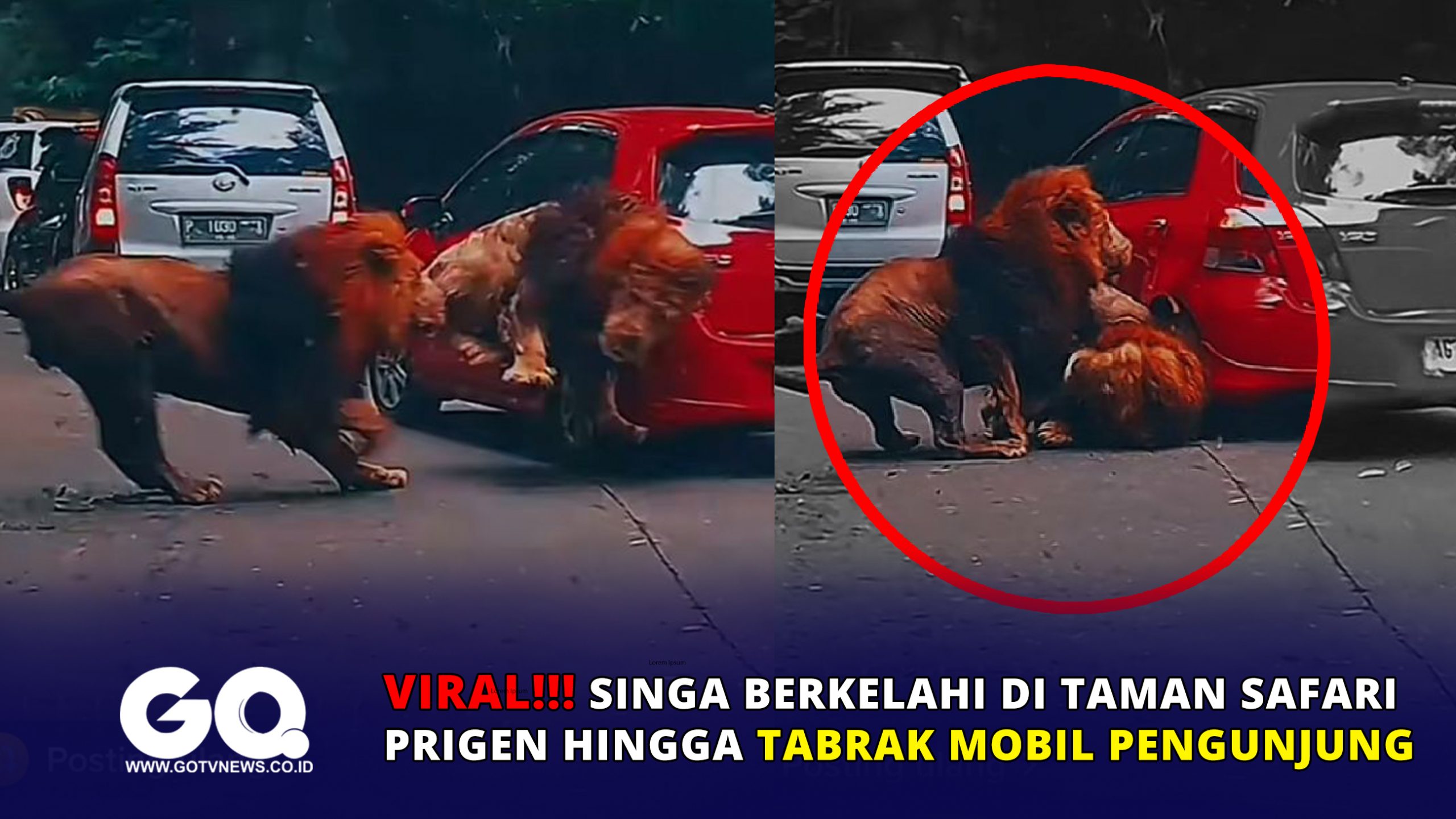 Viral, Singa Berkelahi di Taman Safari Prigen hingga Tabrak Mobil Pengunjung