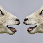 Ramalan Shio Kambing 12 Februari 2023, Buka Ruang Diskusi dengan Pasangan