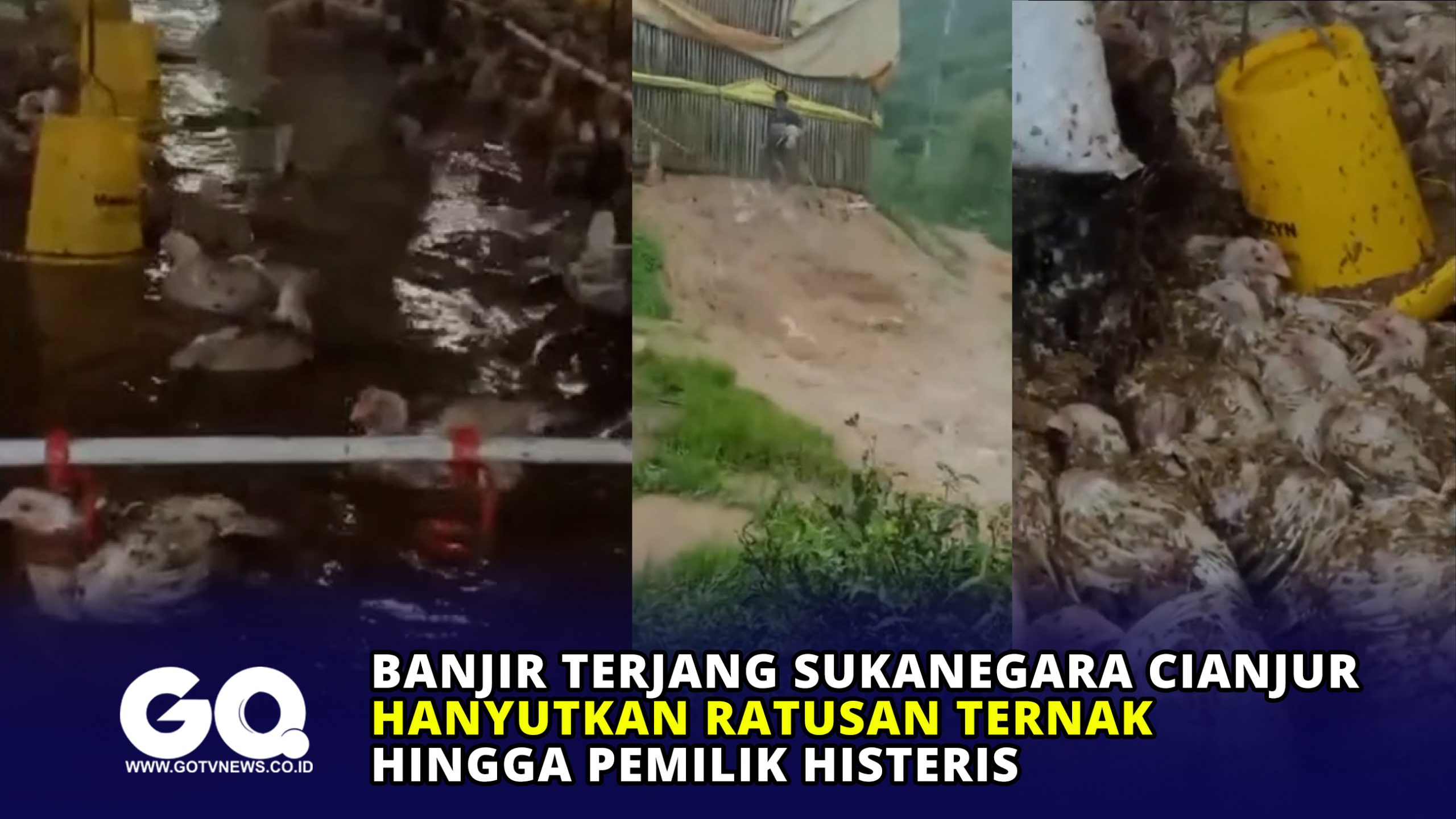 Banjir Terjang Sukanegara Cianjur, Hanyutkan Ratusan Ternak hingga Pemilik Histeris.