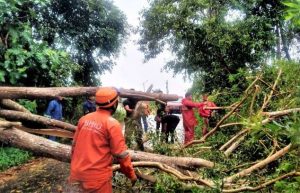 Antisipasi Insiden Pohon Tumbang, 15 Pohon di Tanjungpinang Ditebang