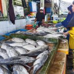 Ikan di Pasar Barek Motor Kijang Langka, Hanya Tersisa Tongkol dan Tamban