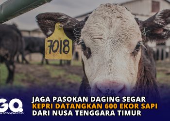 Jaga Pasokan Daging Segar, Kepri Datangkan 600 Ekor Sapi dari NTT