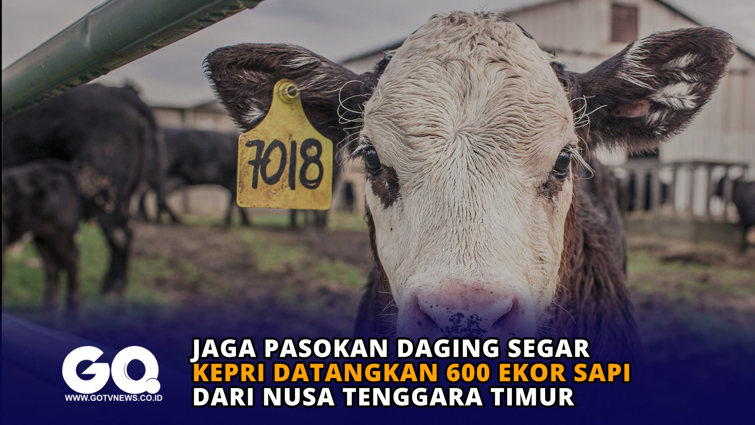Jaga Pasokan Daging Segar, Kepri Datangkan 600 Ekor Sapi dari NTT