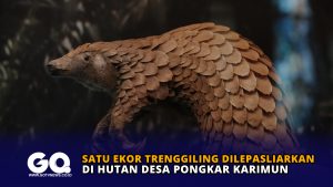Satu Ekor Trenggiling di Lepasliarkan di Hutan Desa Pongkar Karimun