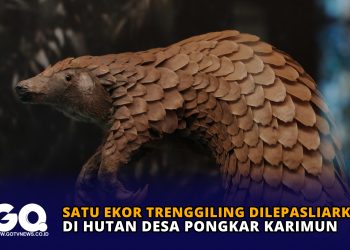 Satu Ekor Trenggiling di Lepasliarkan di Hutan Desa Pongkar Karimun
