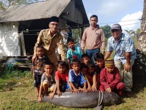Nelayan Bintan Temukan Ikan Pesut Mati Tersangkut Jaring