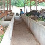 600 Ekor Sapi Ternak dari NTT Tiba Bulan April 2023