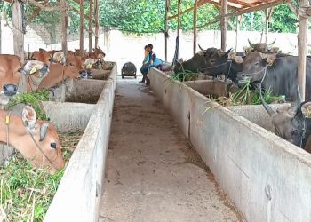 600 Ekor Sapi Ternak dari NTT Tiba Bulan April 2023