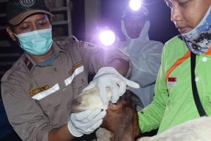 Puluhan Ekor Kambing Tiba di Tanjungpinang untuk Penuhi Kebutuhan Lebaran