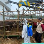50 Ekor Sapi dari Meranti Batal Masuk Bintan