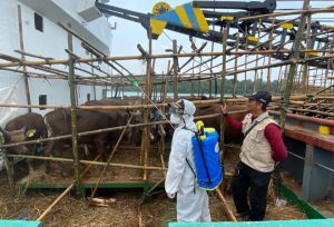 50 Ekor Sapi dari Meranti Batal Masuk Bintan