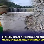 Ribuan Ikan di Sungai Cileungsi Bogor Mati Mendadak usai Tercemar Limbah Pabrik