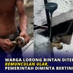 Warga Lorong Bintan Diteror Kemunculan Ular, Pemerintah Diminta Bertindak