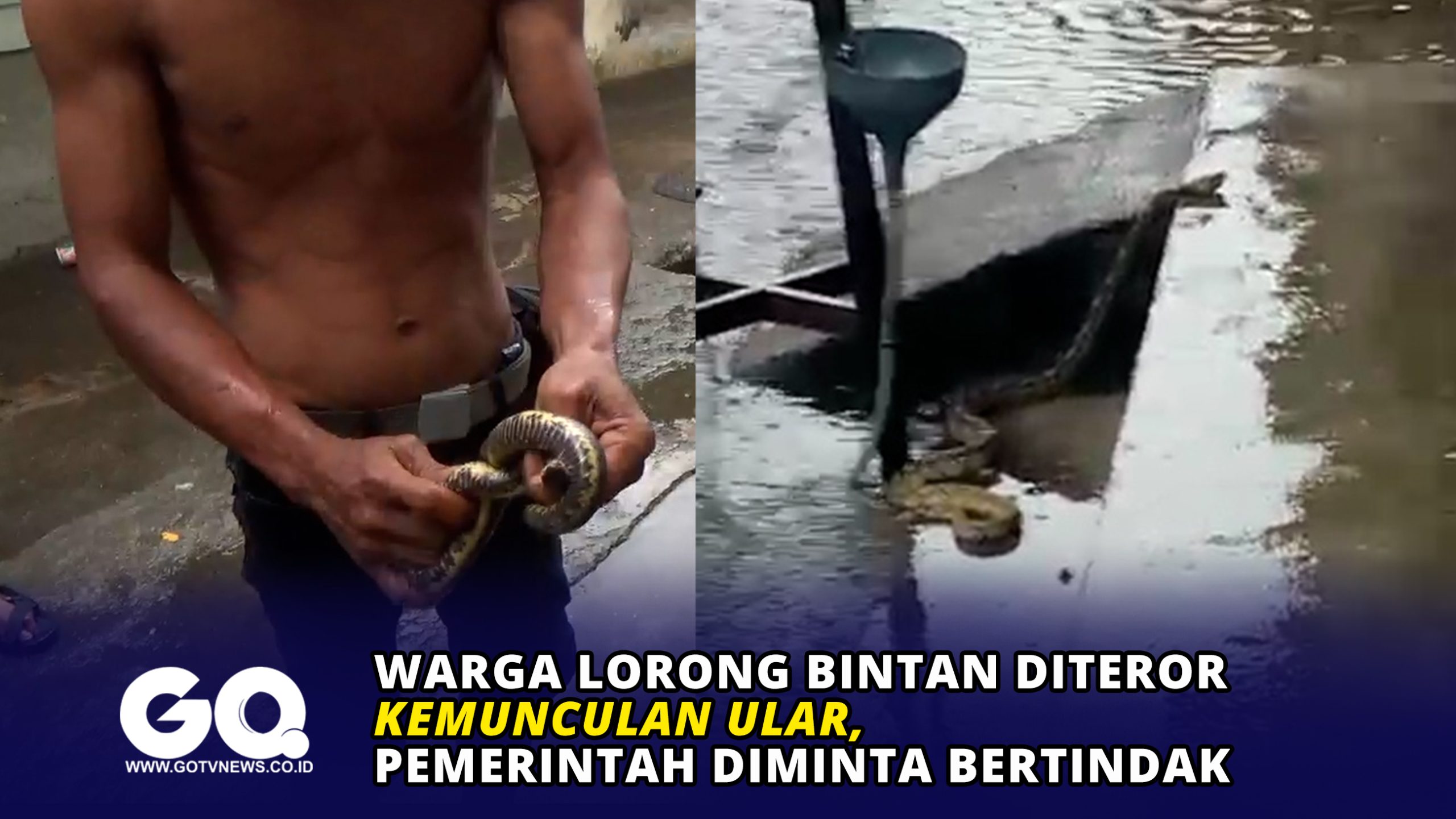 Warga Lorong Bintan Diteror Kemunculan Ular, Pemerintah Diminta Bertindak
