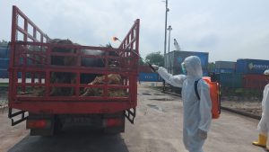 524 Sapi Asal NTT Tiba di Pulau Bintan