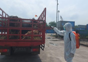 524 Sapi Asal NTT Tiba di Pulau Bintan