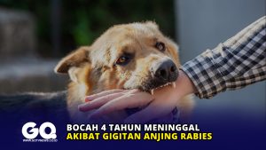 Bocah 4 Tahun Meninggal Akibat Gigitan Anjing Rabies