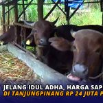 Jelang Idul Adha, Harga Sapi Kurban di Tanjungpinang Rp 24 Juta per Ekor