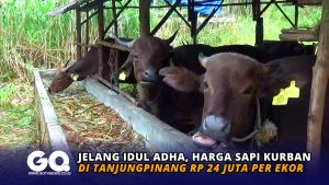 Jelang Idul Adha, Harga Sapi Kurban di Tanjungpinang Rp 24 Juta per Ekor
