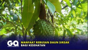 Manfaat Rebusan Daun Sirsak bagi Kesehatan