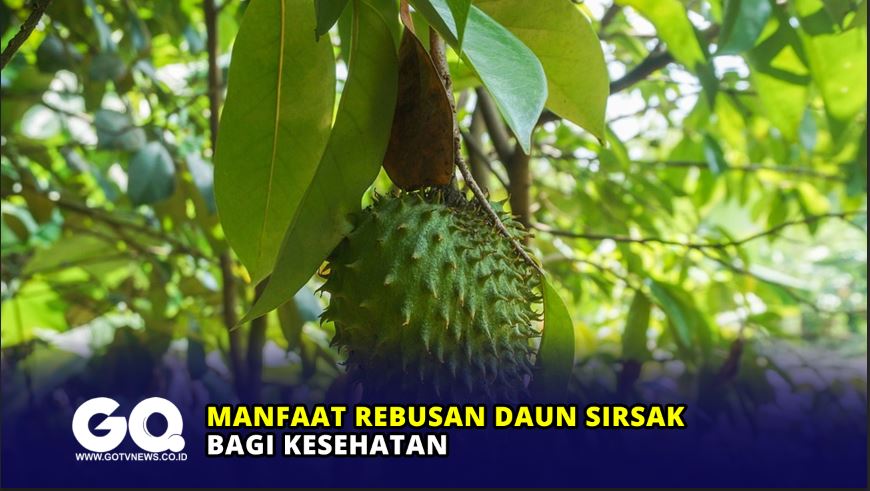 Manfaat Rebusan Daun Sirsak Bagi Kesehatan Gotvnews