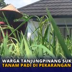 Warga Tanjungpinang Sukses Tanam Padi di Pekarangan Rumah
