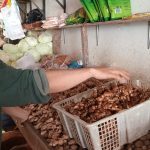 Petani Gagal Panen, Harga Kencur di Tanjungpinang Melonjak