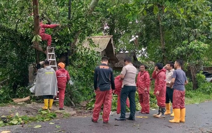 Angin Kencang, Lima Insiden Pohon Tumbang Terjadi di Tanjungpinang