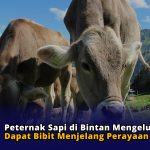 Peternak Sapi di Bintan Mengeluh Sulit Dapat Bibit Menjelang Perayaan Idul Adha