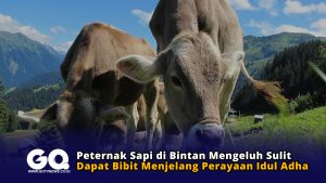 Peternak Sapi di Bintan Mengeluh Sulit Dapat Bibit Menjelang Perayaan Idul Adha