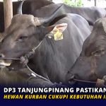 DP3 Tanjungpinang Pastikan Hewan Kurban Cukupi Kebutuhan Idul Adha