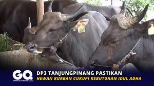 DP3 Tanjungpinang Pastikan Hewan Kurban Cukupi Kebutuhan Idul Adha