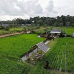 Poyotomo, Desa Wisata yang Menawarkan Pesona Keindahan Sawah di Kaki Gunung Bintan