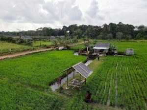 Poyotomo, Desa Wisata yang Menawarkan Pesona Keindahan Sawah di Kaki Gunung Bintan