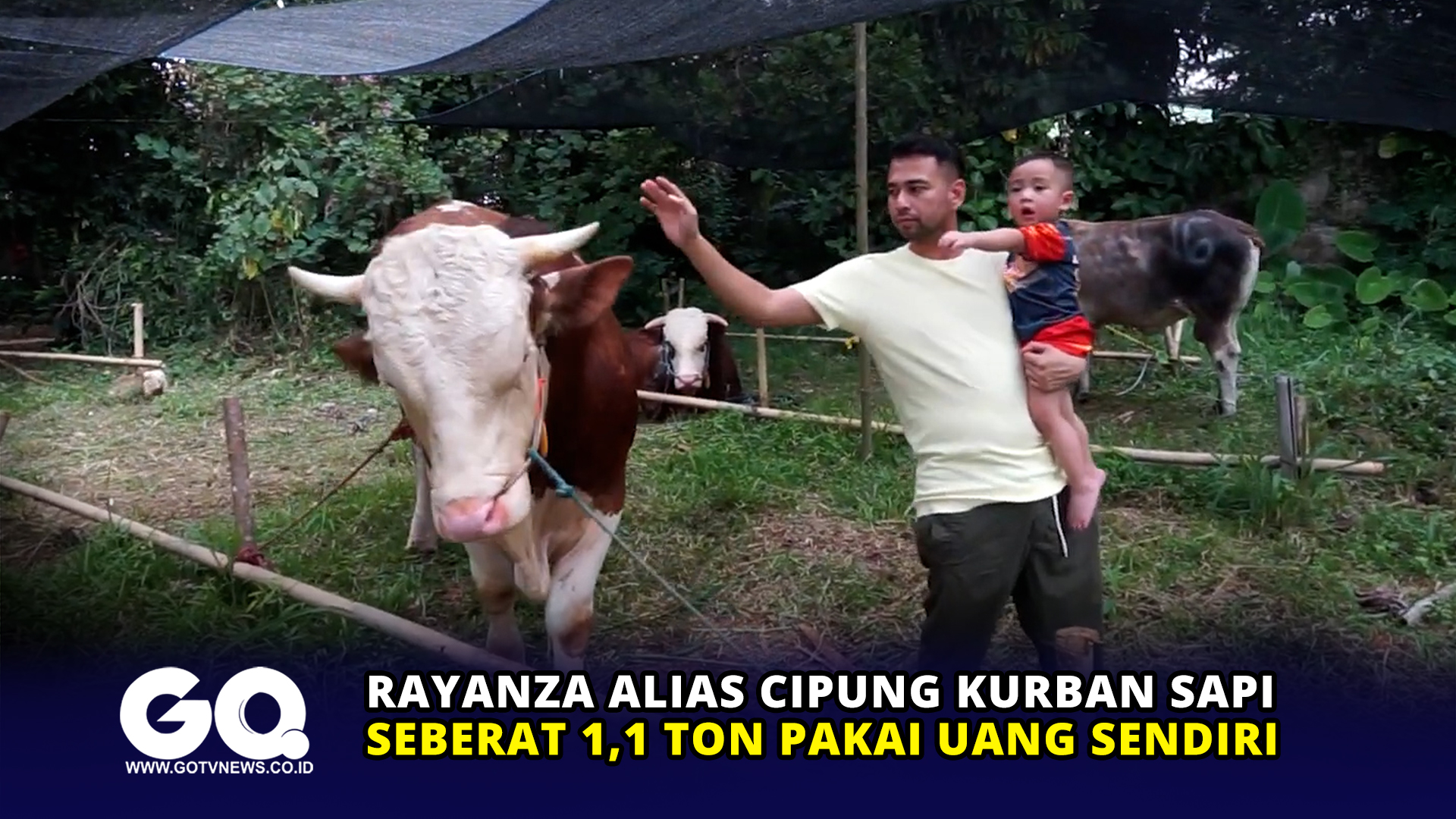 Rayanza alias Cipung Kurban Sapi Seberat 1,1 Ton Pakai Uang Sendiri