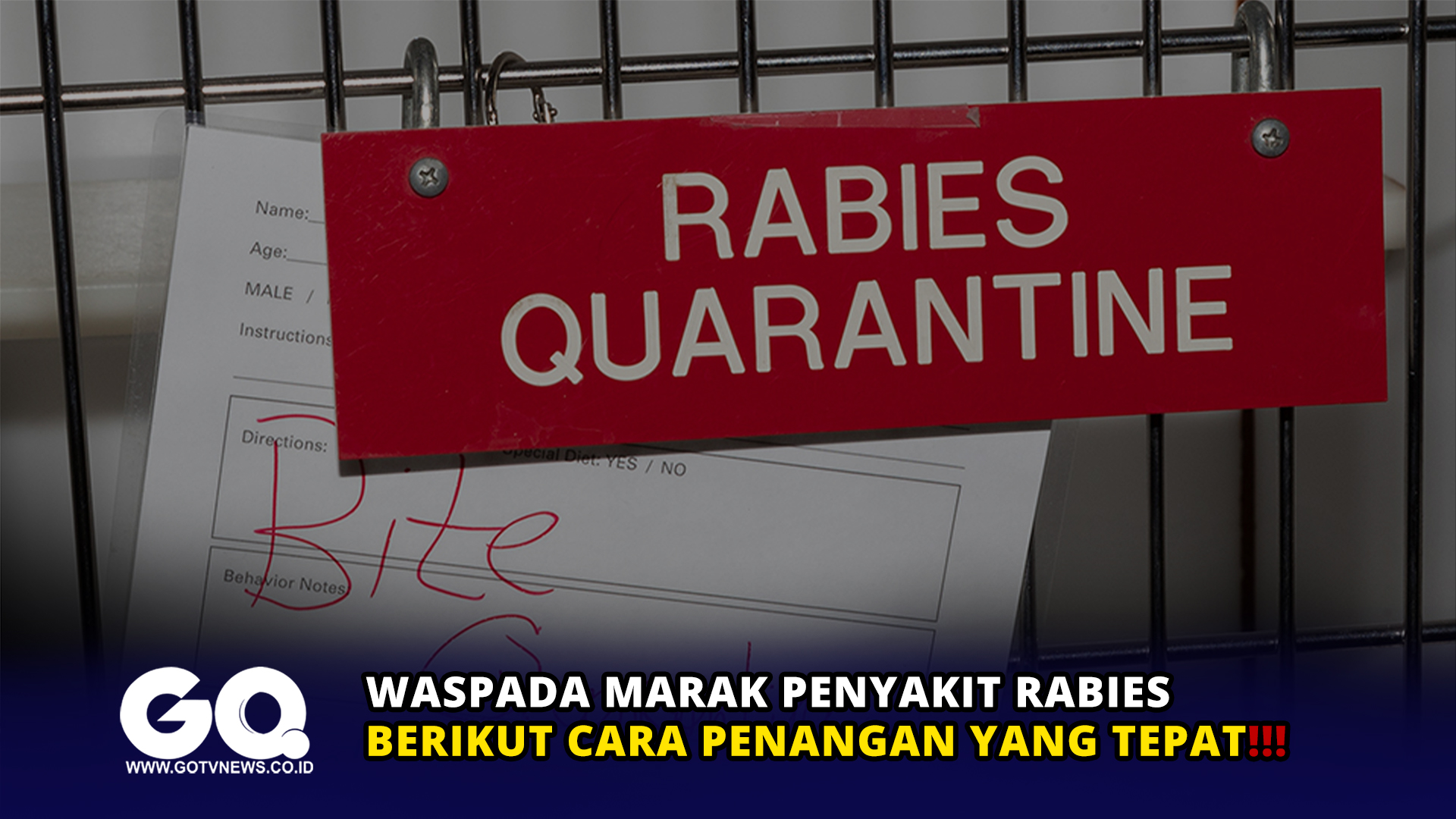 Waspada Marak Penyakit Rabies, Berikut Cara Penangan yang Tepat