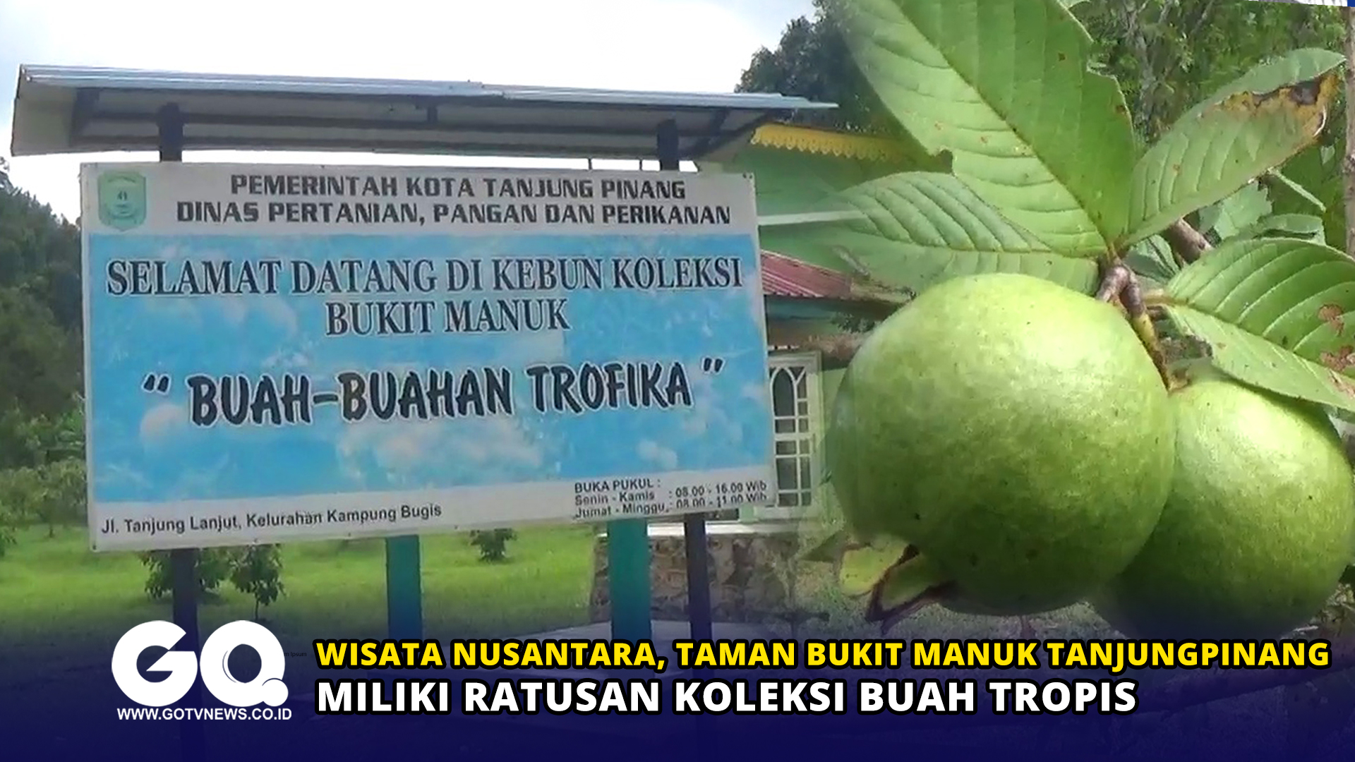 Wisata Nusantara, Taman Bukit Manuk Tanjungpinang Miliki Ratusan Koleksi Buah Tropis