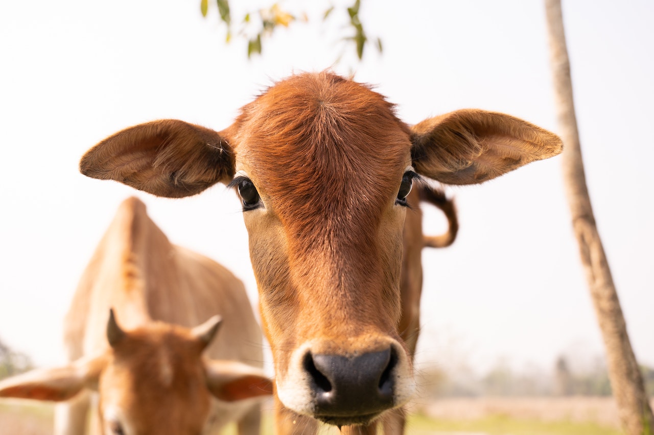 Jelang Idul Adha 2023, Belasan Ekor Sapi Asal Natuna Tiba di Pelabuhan Tanjung Uban