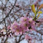 Pohon Bunga Sakura jadi Destinasi Wisata Unggulan di Taman Kota Kijang Bintan