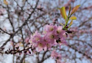 Pohon Bunga Sakura jadi Destinasi Wisata Unggulan di Taman Kota Kijang Bintan