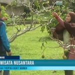 Berwisata Sambil Memetik Buah di Taman Bukit Manuk Tanjungpinang