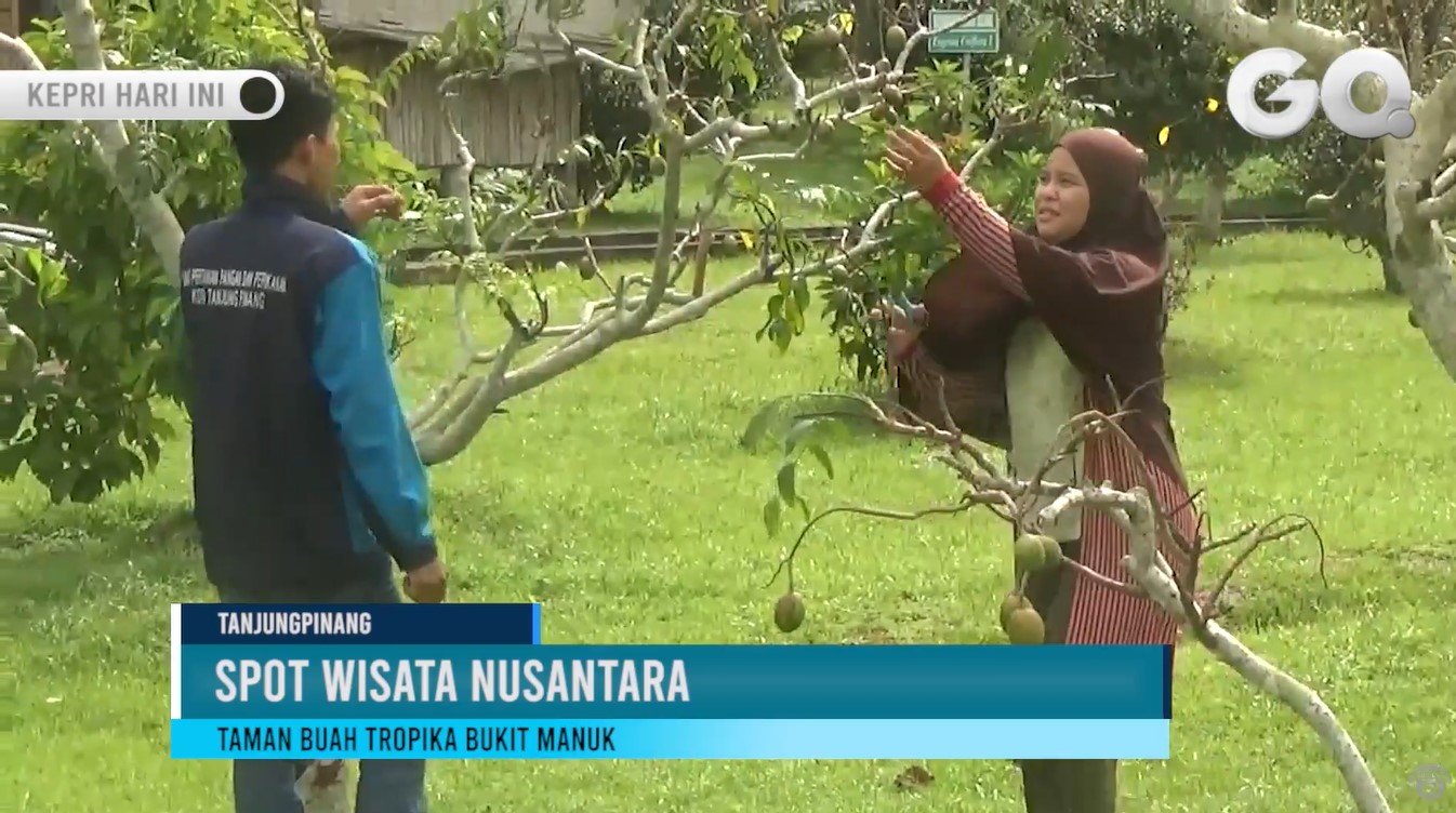 Berwisata Sambil Memetik Buah di Taman Bukit Manuk Tanjungpinang